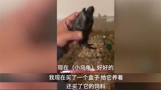 沒(méi)有感情的廣東人是什么意思什么梗 廣東人燉烏龜?shù)暮x