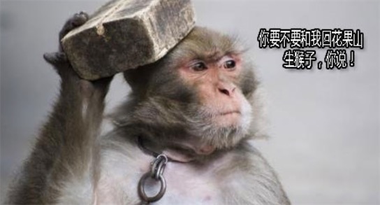我要給你生猴子是什么梗 我要給你生孩子的諧音