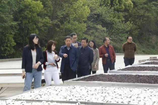 全國人大常委會委員謝廣祥一行領(lǐng)導(dǎo),深入調(diào)研冰雪容黃精產(chǎn)業(yè)園