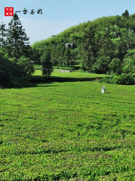 中旦一畝茶園:提供更有品質(zhì)的產(chǎn)品