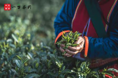 中旦一畝茶園:提供更有品質(zhì)的產(chǎn)品