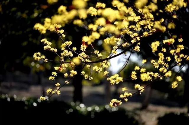 十年等待,《醫(yī)圣》等來了最好的播出時機(jī) 山茱萸黃花.jpg