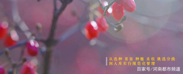 《醫(yī)圣》:六味地黃丸,補(bǔ)腎界的天花板 14.jpeg