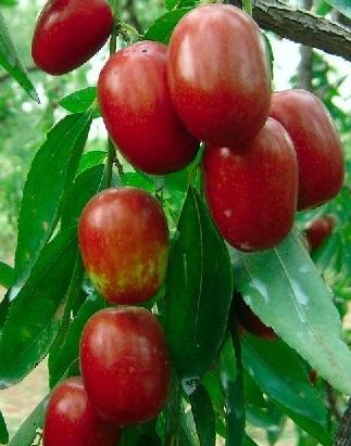 紅棗吃多了會(huì)怎么樣？紅棗吃多了好嗎