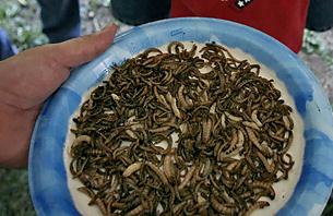 盤點(diǎn)世界10大怪異節(jié)日：美國(guó)羅利市蟲(chóng)節(jié)