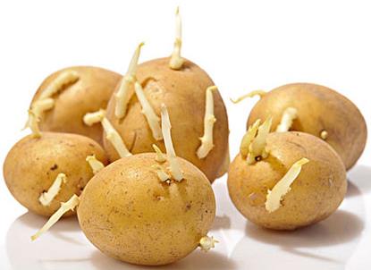 土豆長(zhǎng)芽能吃嗎？吃土豆的食用禁忌