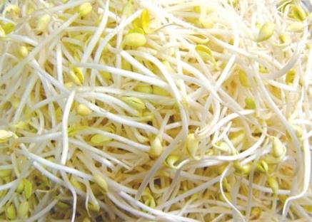如何挑選黃豆芽？吃黃豆芽的食用禁忌