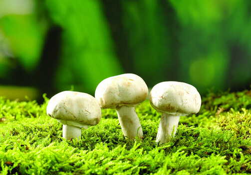 蘑菇富含重金屬有害健康是真的嗎？