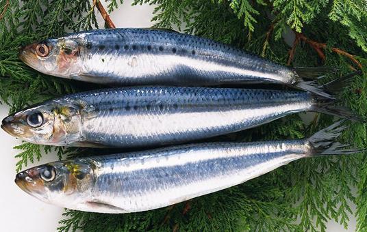 青魚的營(yíng)養(yǎng)價(jià)值-青魚怎么做好吃