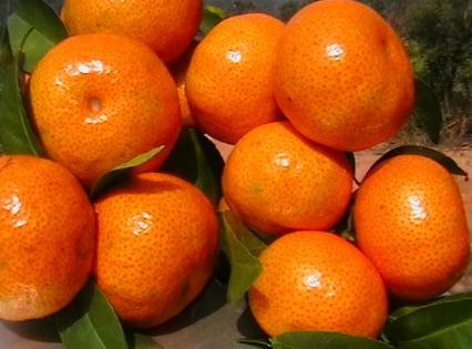 蜜橘的營養(yǎng)價(jià)值-蜜橘的食療作用