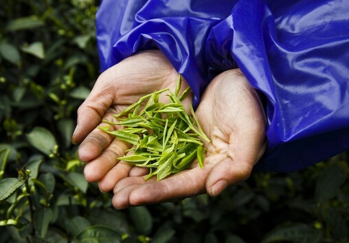 茶葉的種類-哪些茶葉屬于綠茶？
