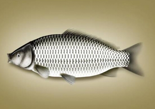 鯽魚的營(yíng)養(yǎng)價(jià)值-鯽魚的的適宜人群