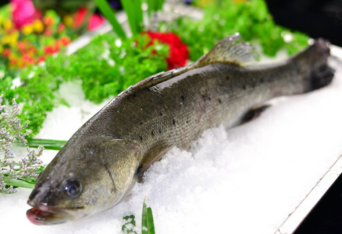 鱸魚(yú)的營(yíng)養(yǎng)價(jià)值與功效-鱸魚(yú)的適宜人群