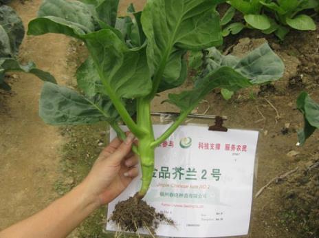 吃芥藍(lán)好嗎？芥藍(lán)的營養(yǎng)價(jià)值、功效與作用