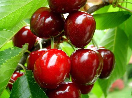吃櫻桃有什么好處？櫻桃的營養(yǎng)價(jià)值、功效與作用