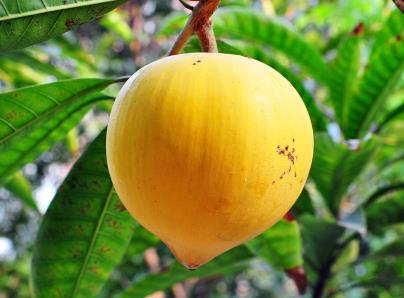 蛋黃果的營(yíng)養(yǎng)價(jià)值、功效與作用、蛋黃果怎么吃