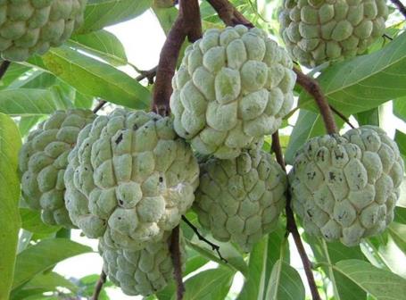 番荔枝的功效與作用、營養(yǎng)價(jià)值及使用方法