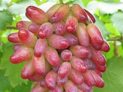 提子皮可以吃嗎？吃提子皮有什么好處？提子皮的功效與作用