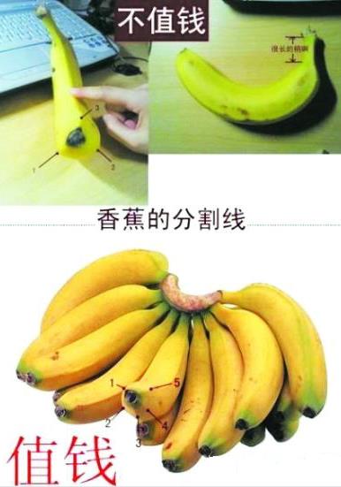 是香蕉還是芭蕉？芭蕉和香蕉的區(qū)別