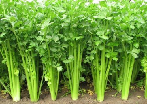 怎樣挑選新鮮的芹菜？芹菜的選購方法