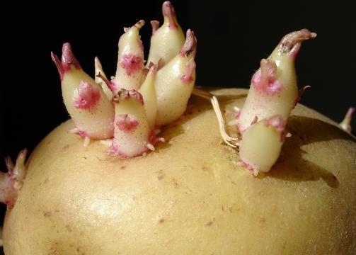 土豆怎么存放不宜發(fā)芽？土豆發(fā)芽了怎么辦