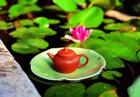 怎么喝荷葉茶才能健康減肥？