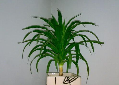 哪些植物吸甲醛？哪些東西吸甲醛？
