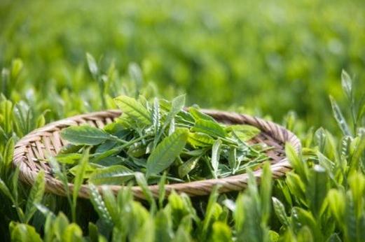 喝綠茶能減肥？綠茶的瘦身作用