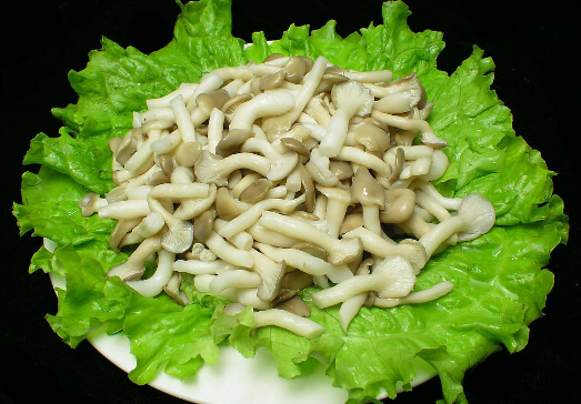 姬菇的營(yíng)養(yǎng)價(jià)值-姬菇的做法