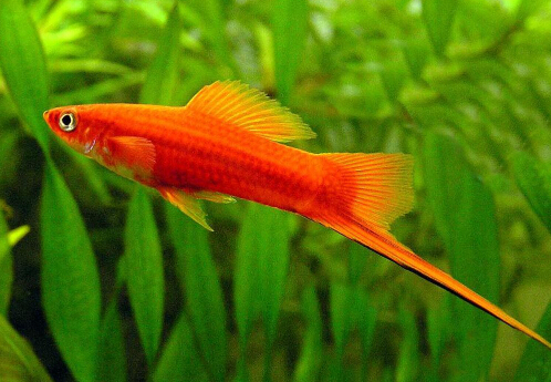 紅箭魚(yú)的風(fēng)水學(xué)應(yīng)用-紅箭魚(yú)的品種介紹