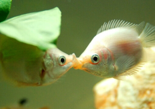 接吻魚(yú)的風(fēng)水學(xué)應(yīng)用-接吻魚(yú)的品種介紹