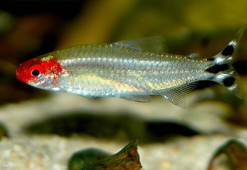 紅鼻剪刀魚的簡(jiǎn)介-紅鼻剪刀的魚缸擺放位置