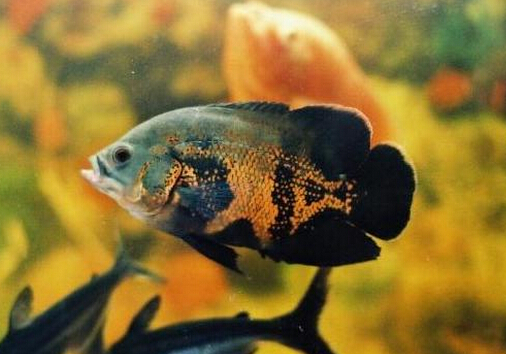 地圖魚的風水學應(yīng)用-地圖魚的魚缸擺放位置