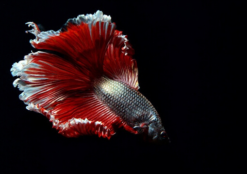 泰國(guó)斗魚的品種介紹-泰國(guó)斗魚的魚缸擺放位置