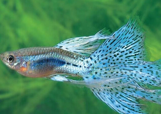 鳳尾魚怎么養(yǎng)？鳳尾魚養(yǎng)殖的注意事項