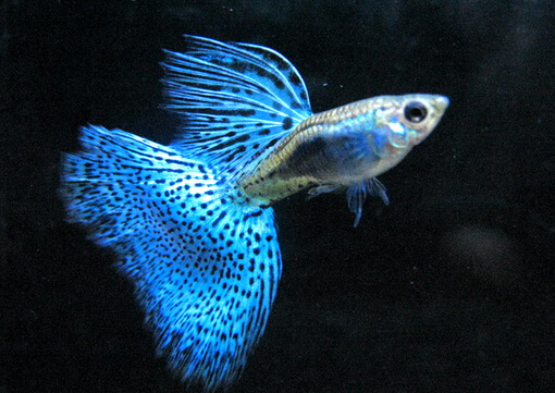 孔雀魚怎么養(yǎng)？孔雀魚爛尾怎么辦？