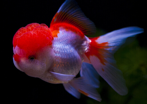 金魚(yú)吃什么？金魚(yú)吃多了怎么辦？
