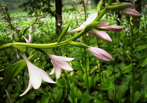 玉簪花的風水學(xué)應(yīng)用-玉簪花的養(yǎng)殖方法