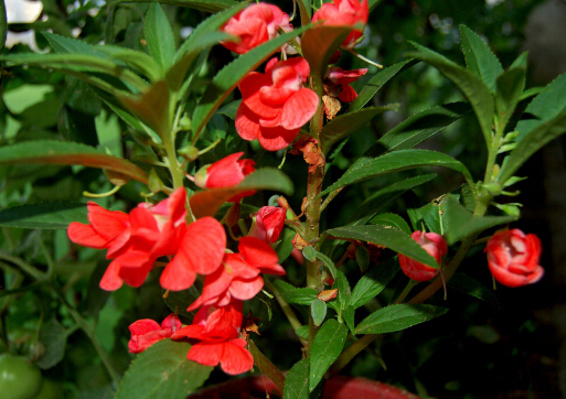 鳳仙花對(duì)家居環(huán)境的影響-鳳仙花的風(fēng)水學(xué)應(yīng)用