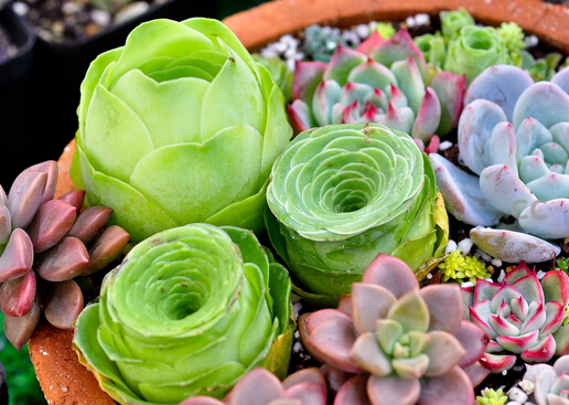多肉植物怎么養(yǎng)？如何給多肉植物澆水？