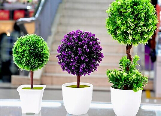 家里養(yǎng)什么植物好？家里養(yǎng)什么花風水好？
