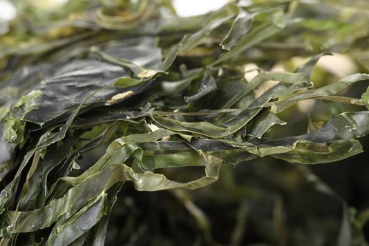 干海帶泡發(fā)，干海帶要泡多久，怎樣泡發(fā)干海帶