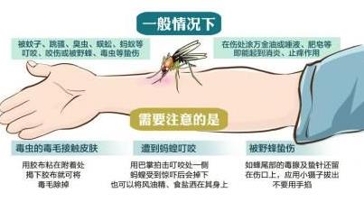 被毒蚊子咬了怎么辦？蚊子咬了怎么消腫止癢