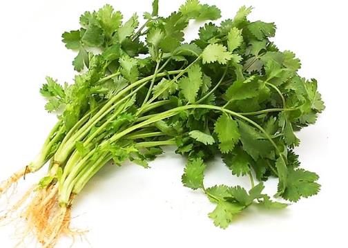冬天香菜怎么保存？香菜的保存方法