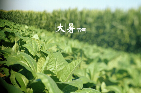 大暑什么意思？大暑怎么預(yù)防中暑