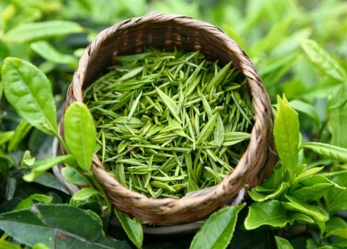 喝綠茶有減肥的功效嗎？喝綠茶能減肥嗎