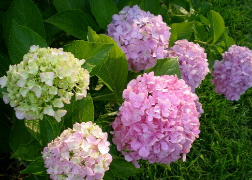 家里有孕婦能養(yǎng)繡球花嗎？繡球花有毒嗎？