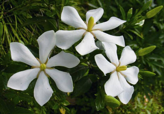 家里有孕婦能養(yǎng)梔子花嗎？梔子花的養(yǎng)殖方法