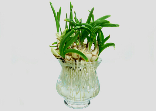家里有孕婦能養(yǎng)水仙花嗎？水仙花的養(yǎng)殖方法和注意事項(xiàng)