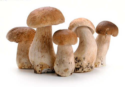 孕婦可以吃草菇嗎？適合孕婦吃草菇的做法
